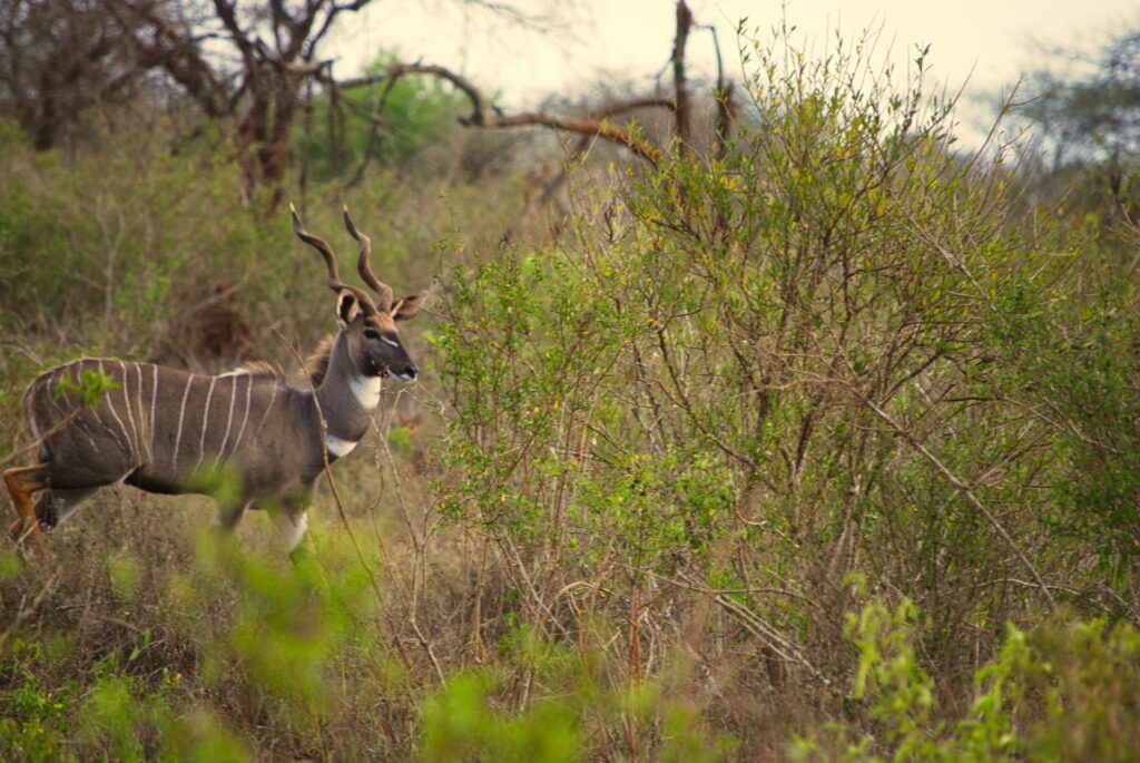 antylopa kudu małe w buszu w czasie safari po Tsawo West
