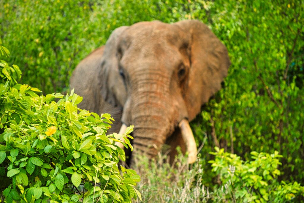 słoń buszujący w krzewach podczas safari w Tsawo West