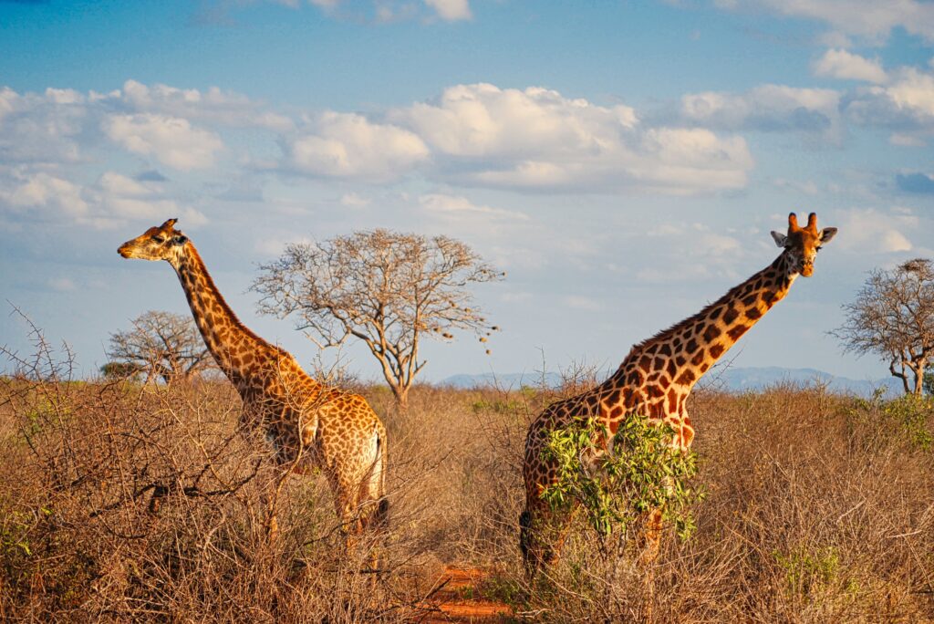 dwie żyrafy spacerujące w rezerwacie żyraf w obrębie Parku Tsavo West podczas wojaży po Kenii