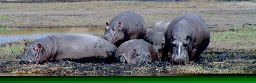 botswana wycieczki