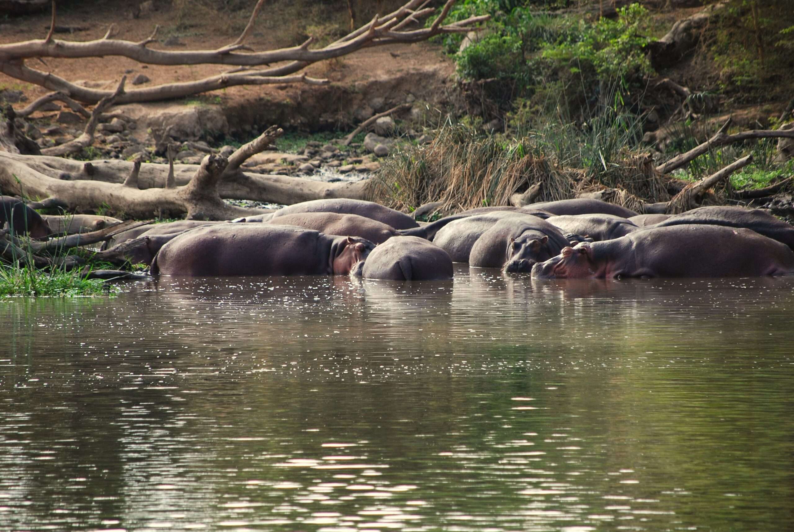 hipopotamy w rezerwacie Mzima podczas przejazdu z Tsavo West w kierunku Amboseli