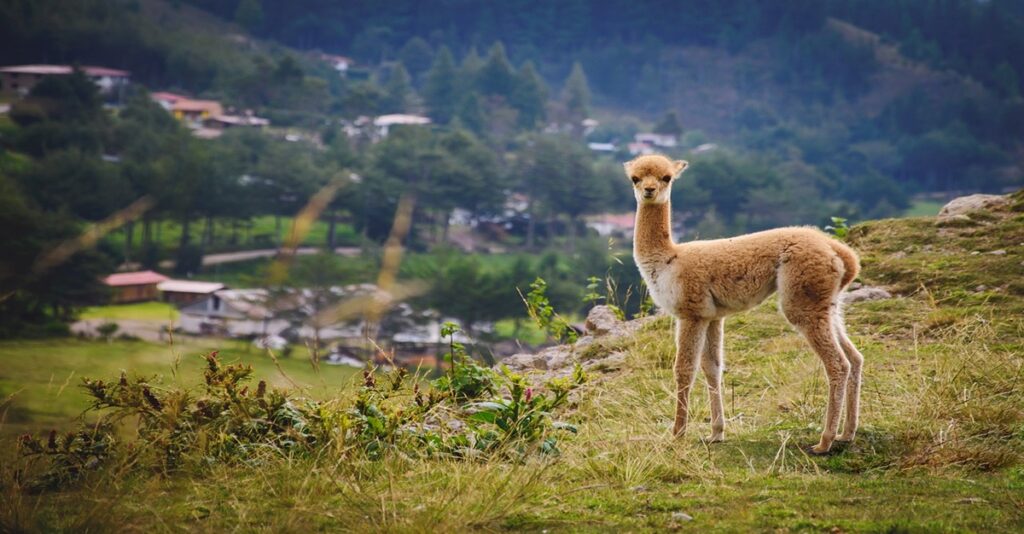 lama podczas wycieczki po Peru