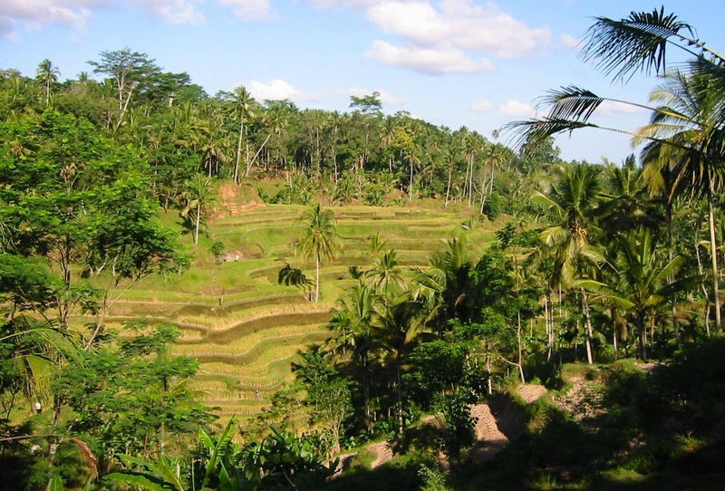 krajobraz indonezyjskiej dżungli z wycieczki po Bali