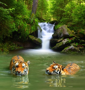 2 tygrysy z wycieczki dookoła Indii