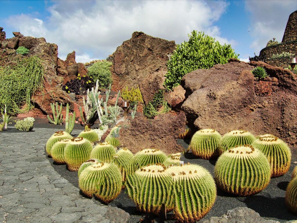 słynny ogród kaktusowy - Jardin de Cactus podczas wycieczki po Lanzarote