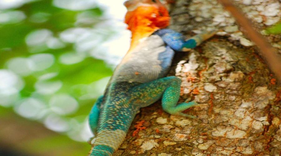 przepiękna jaszczurka afrykańska na przydrożnym drzewie podczas wyjazdu na safari w trakcie wycieczki do Kenii z biurem Rainbow