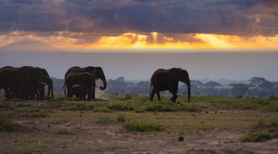 stado słoni w Amboseli podczas safari w Kenii