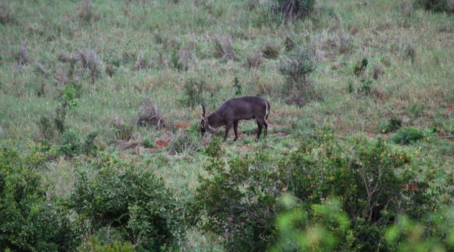 swiat zwierzat kenia