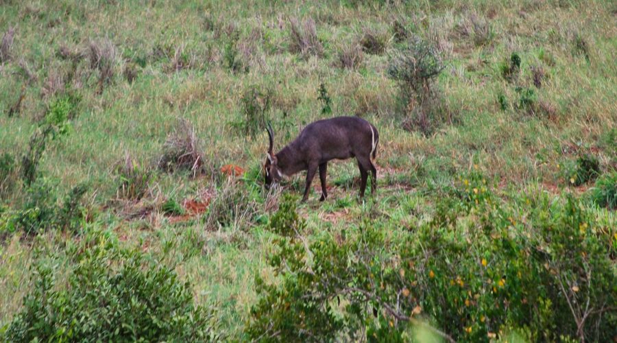 świat zwierząt w Kenii to między innymi widoczna antylopa z parku Tsavo West