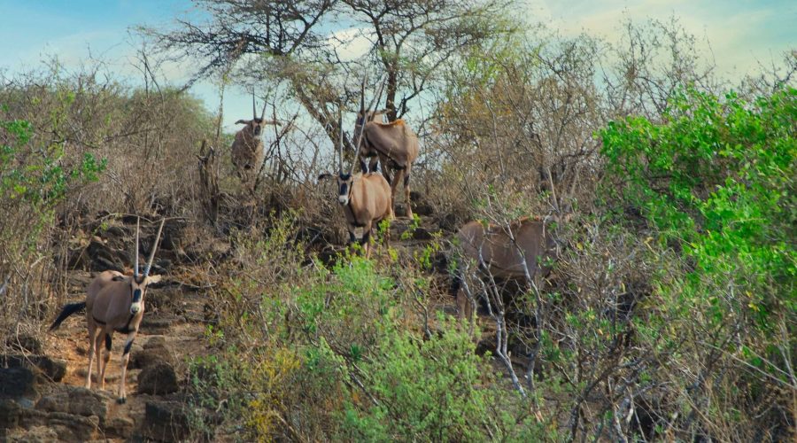 oryksy niedaleko Źródeł Mzima podczas podróży globtroterskiej po Kenii