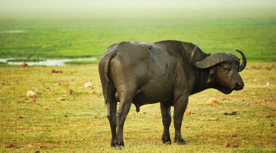 pasący się bawół afrykański podczas safari w Kenii