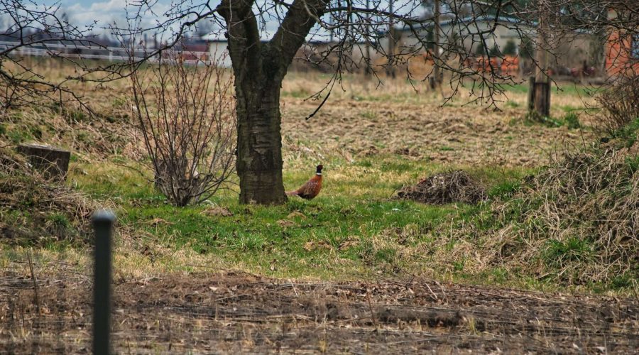 bażant to przepiękny ptak z rodziny kurowatych