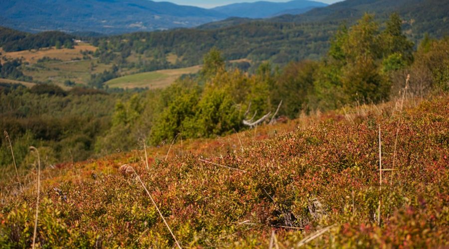 piękne Bieszczady podczas słonecznego wrześniowego dnia