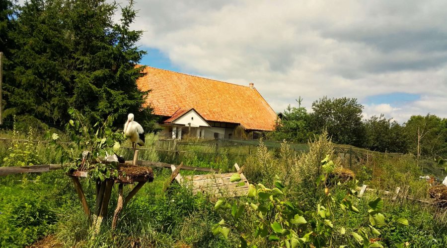 bocian biały w rezerwacie Kadzidłowo podczas pobytu na Mazurach