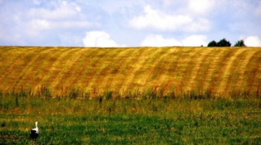 bocian to popularny ptak brodzący; uwieczniony na polskim polu