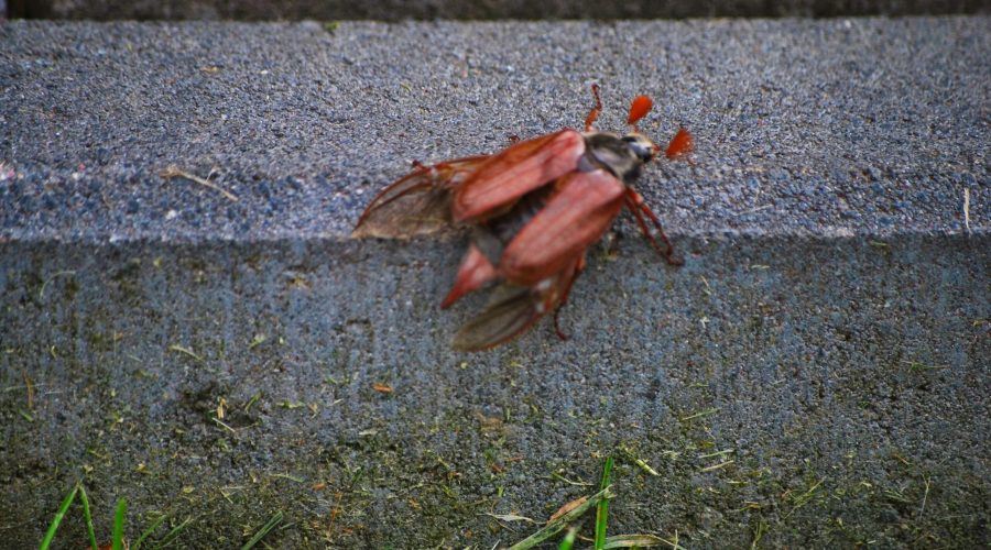 chrabąszcz kasztanowy z rodziny poświętnikowatych żyjący niedaleko alei kasztanowej w Minodze