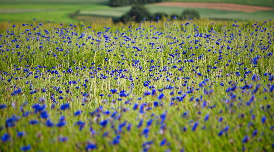 a summer meadow in the Polish jura