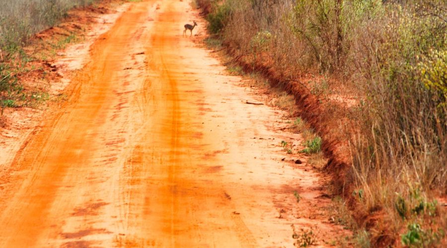 mała antylopa dik dik w Parku Tsavo West podczas safari w Kenii