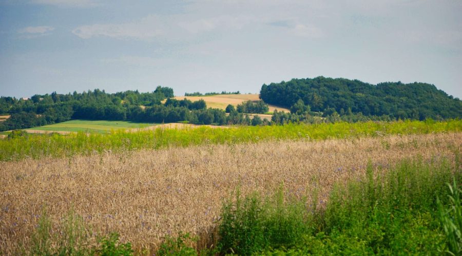 letnie łąki w rejonie Dłubniańskiego Parku Krajobrazowego w gminie Skała