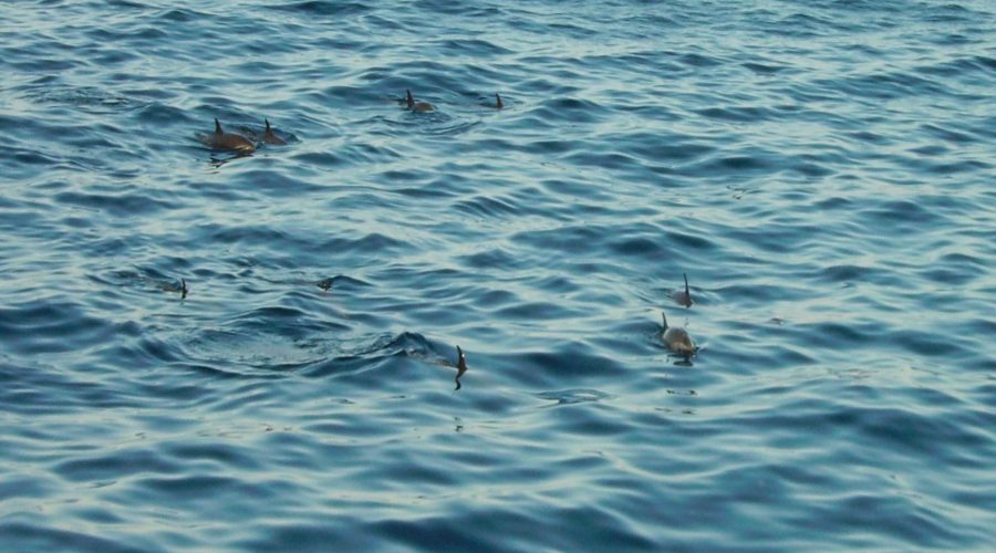 dolphins during Sharm el Sheikh boat cruises