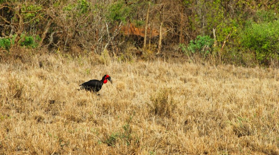 przepiękny ptak zwany dzioborożcem kafryjskim podczas kenijskiego safari