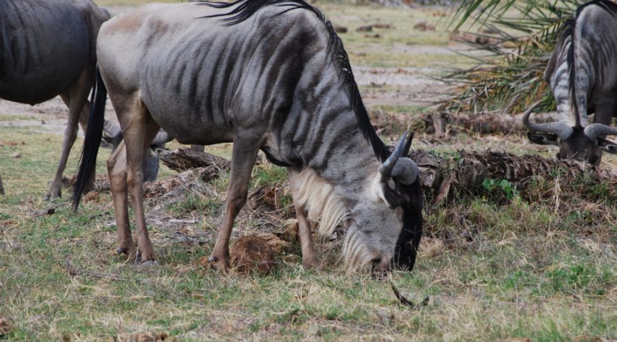 safari w afryce