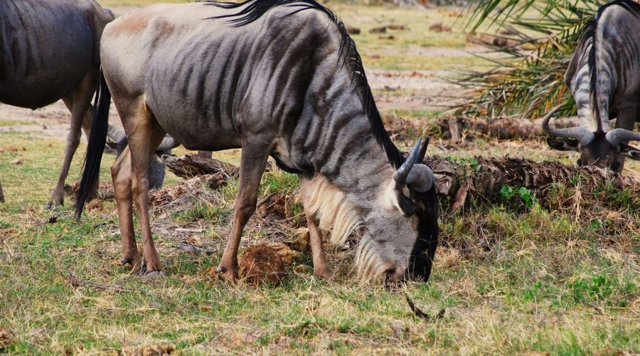 antylopa gnu z Amboseli podczas safari w Afryce