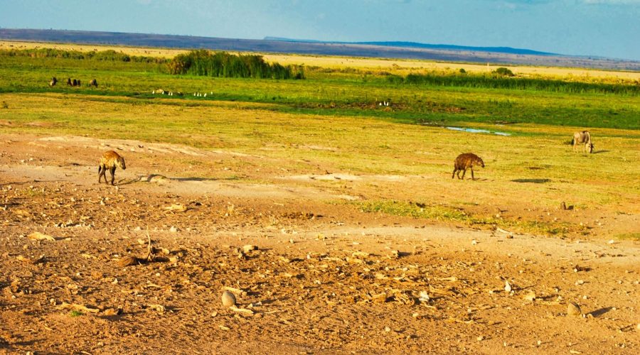 dwie hieny w Parku Amboseli podczas wycieczki objazdowej po Kenii