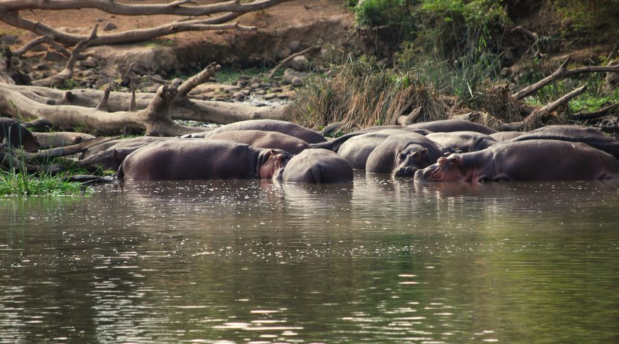 hipopotamy w rezerwacie Mzima podczas przejazdu z Tsavo West w kierunku Amboseli