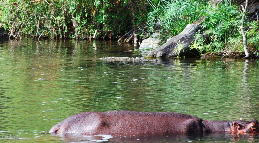 krokodyl wynurzający się za hipopotamem w wodach Źródeł Mzima