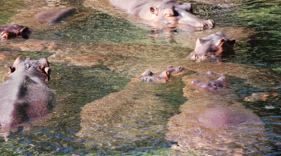On that day the weather in Kenya was so good that enabled us to watch these hippos in the Mzima Waters