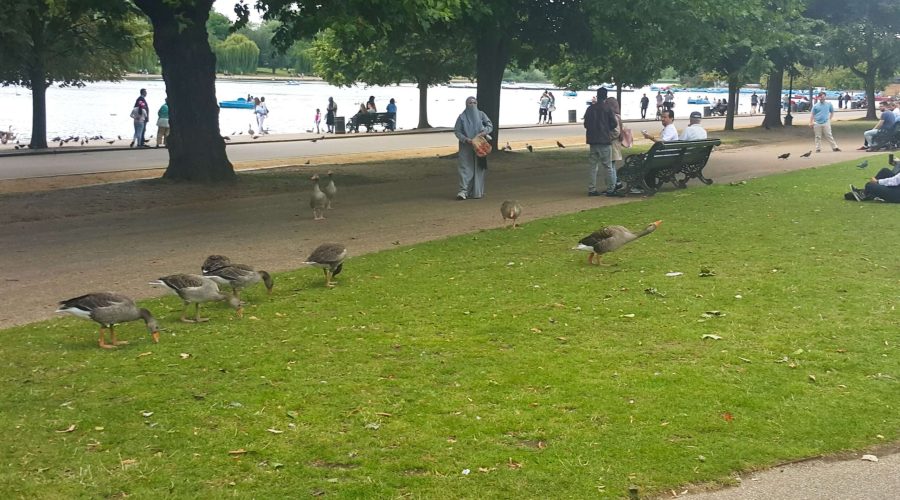 dzikie gęsi w londyńskim parku podczas wycieczki typu city-break do Anglii