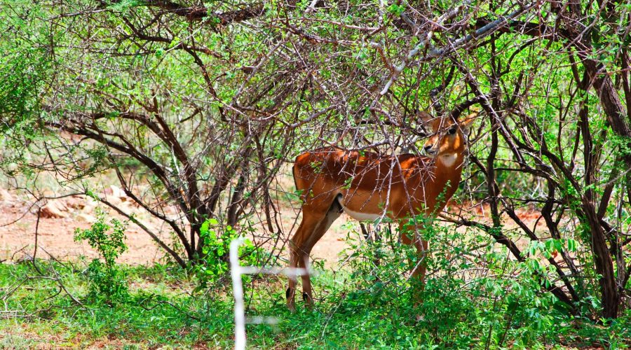 antylopa impala w kenijskim buszu w pobliżu lodgy Parku Tsavo West