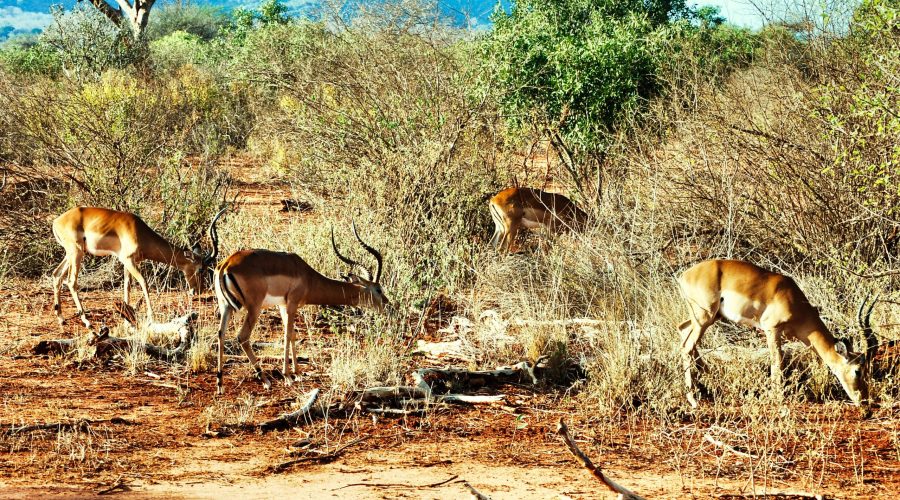 antylopy impala w parku Amboseli