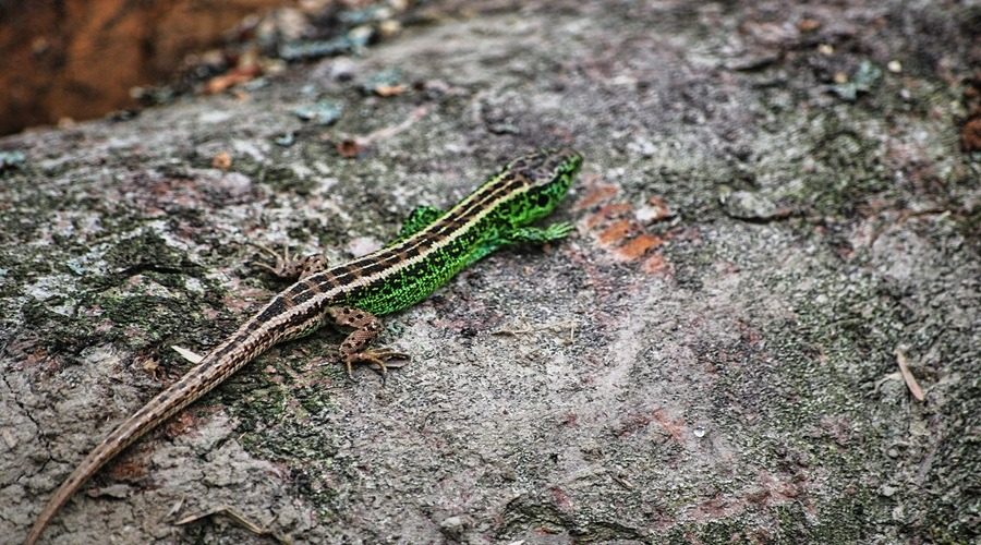 jaszczurka zwinka znaleziona na ściętym drzewie podczas spaceru po Wierchomli Wielkiej niedaleko ośrodka narciarskiego Dwie Doliny