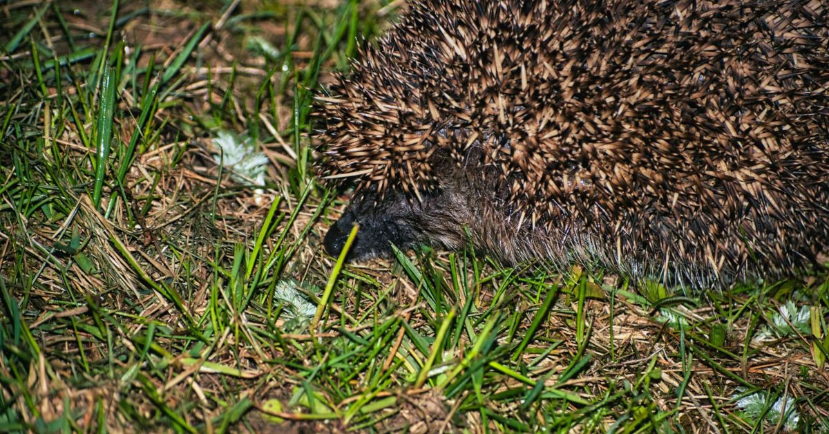 jeż, który przyszedł do ogrodu posesji na polskiej Jurze