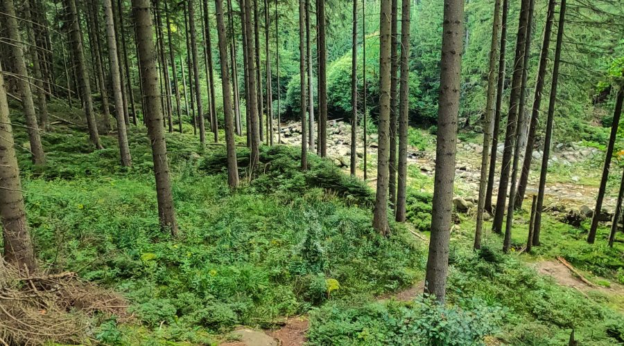 spacer przez Karkonoski Park Narodowy koło Karpacza