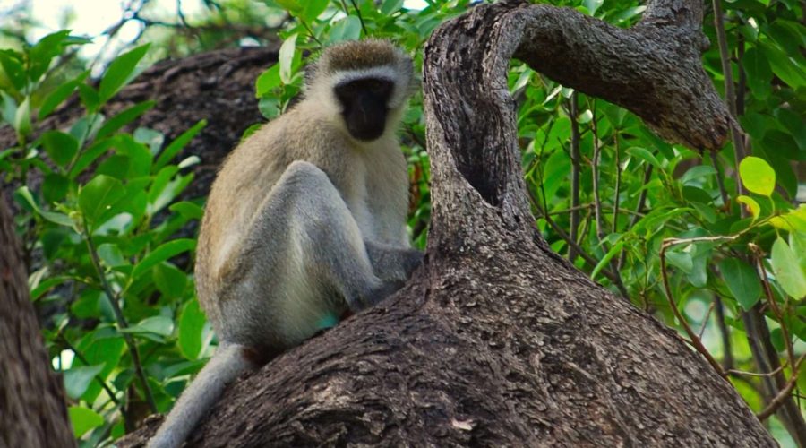 koczkodan w lesie koło Żródeł Mzima podczas safari w Kenii