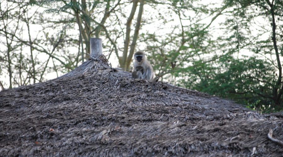 malpy kenia