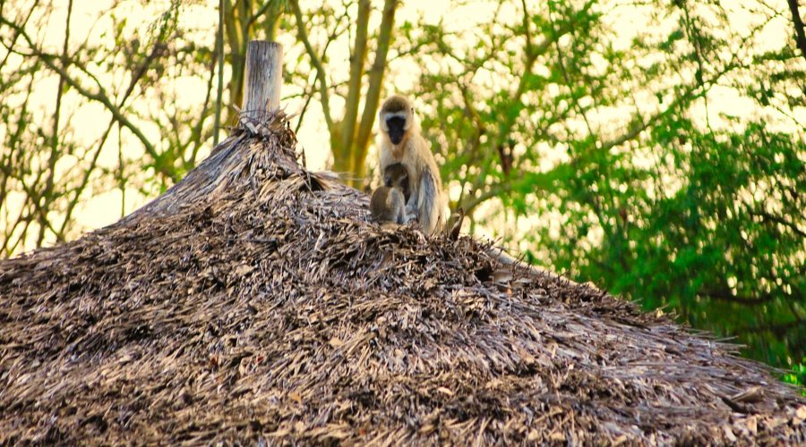 koczkodany to dosyć liczne małpy w Kenii