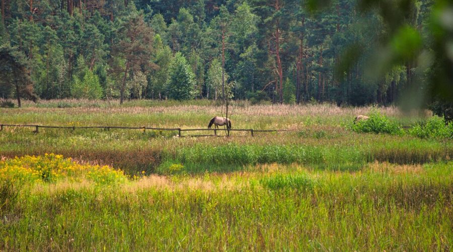 konik polski to gatunek polskiego dzikiego konia pod ochroną