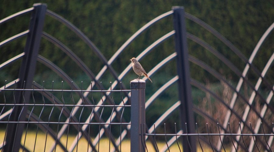 ptaszek kopciuszek zwyczajny przysiadł na ogrodzeniu na polskiej Jurze