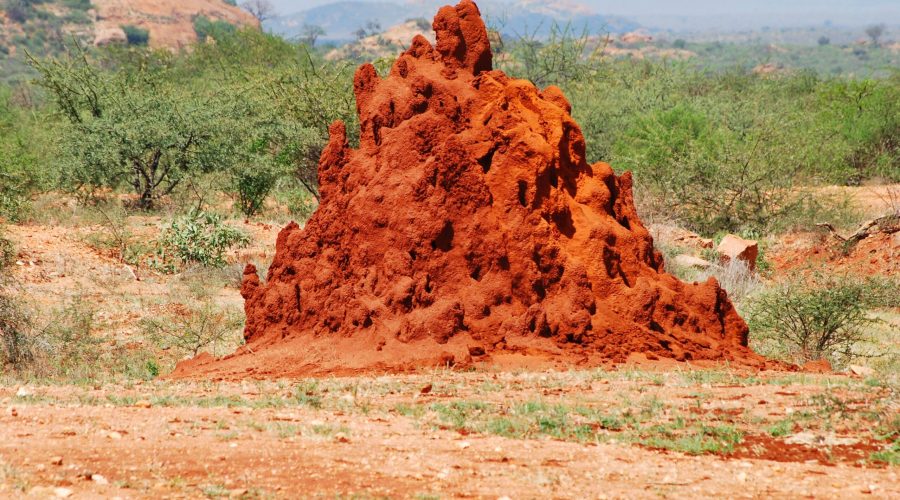 krajobraz Kenii to także dosyć częste kopce termitów jak ten widoczny niedaleko wjazdu do Parku Tsavo West