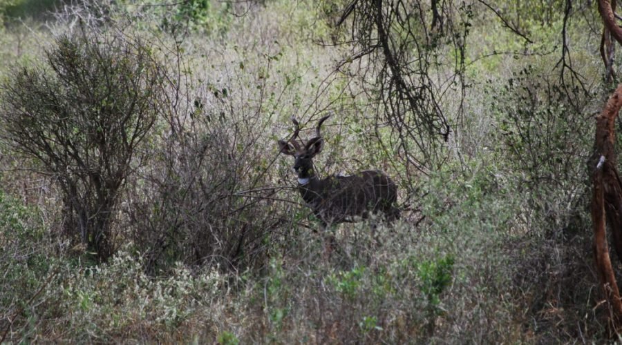 wycieczki na safari do tanzanii