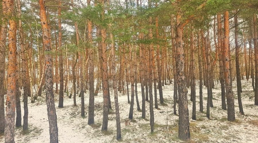 malowniczy iglasty las na Półwyspie Helskim