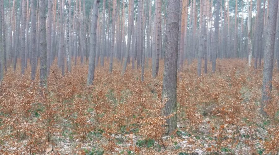 tanie zakwaterowanie jura kolo krakowa