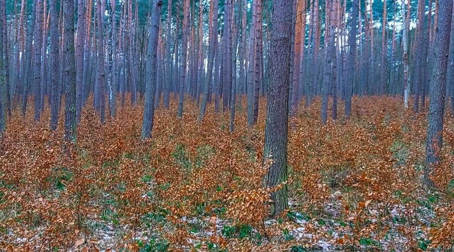 las w Zagaju koło Iwanowic podczas spaceru po jurajskim lesie