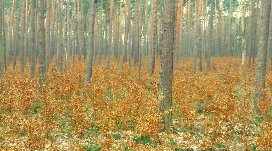 las w Zagaju koło Iwanowic podczas spaceru po jurajskim lesie