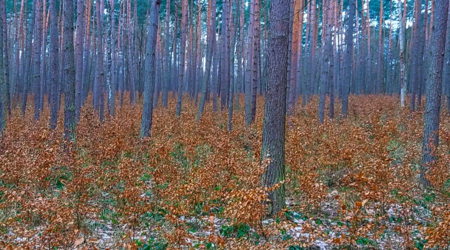 las w Zagaju koło Iwanowic podczas spaceru po jurajskim lesie
