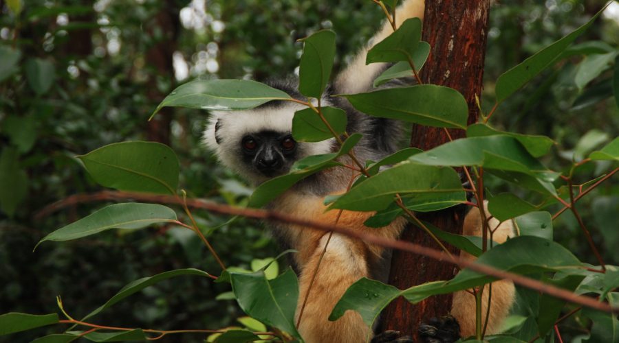 wyjazdy na madagaskar